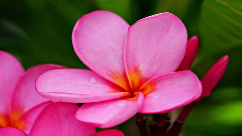A close-up of vivid pink Frangipani flower petals with a glowing orange-yellow centre against green foliage.