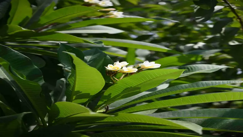 A frangipani tree with small white Frangipani flower clusters visible among large bright green leaves.