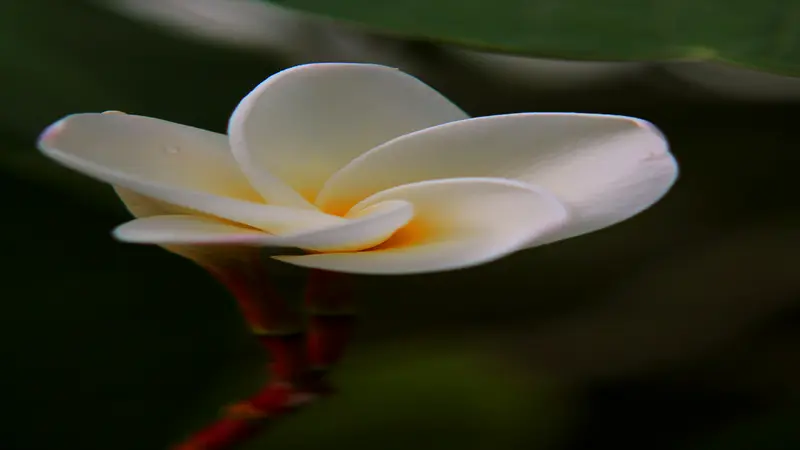 A single white Frangipani flower partially opening on a deep red stem against a dark background.