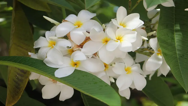 A large cluster of white Frangipani flower blooms with yellow centres in bright sunlight amid green foliage.