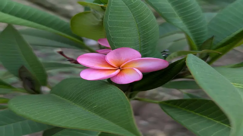 A single open pink Frangipani flower with a yellow centre surrounded by narrow green leaves.