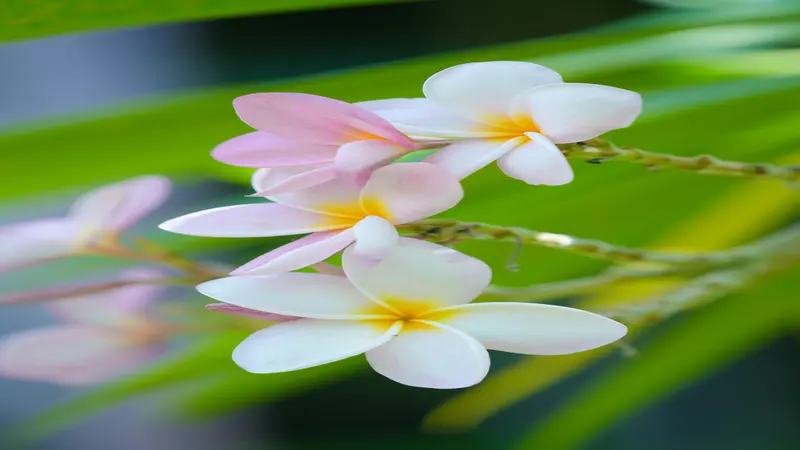 Three white and pale pink Frangipani flower blooms hanging from a branch against a green bokeh background.
