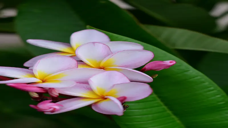 A cluster of soft pink Frangipani flower blooms with yellow centres and pink buds on green foliage.