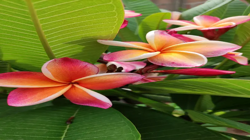 Vivid pink, orange, and cream Frangipani flower blooms with pink buds among broad green leaves.