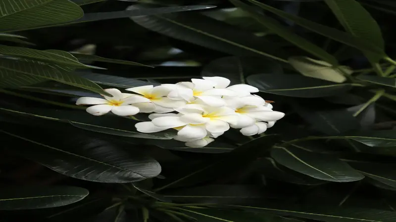 Cluster of fragrant white Frangipani flower blooms with yellow centres nestled among dark green leaves.