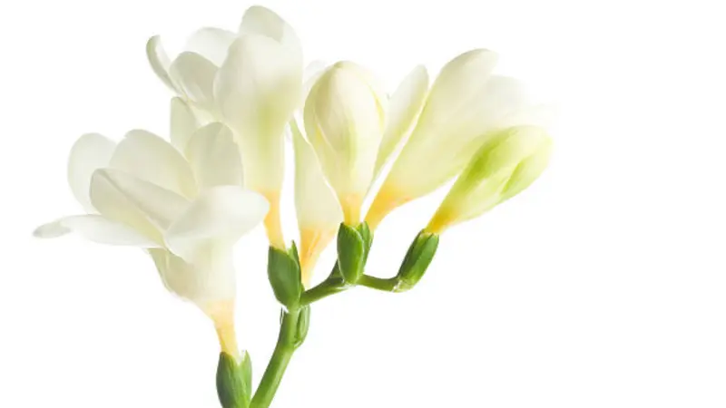 A delicate white Freesia flower stem with open blooms and green-tipped buds against a pure white background.