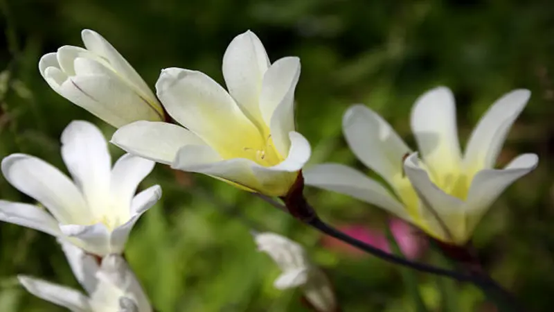 Three white Freesia flower blooms with yellow centres growing on a dark stem against green foliage.