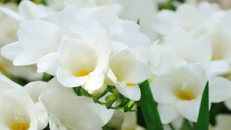 A dense, softly lit cluster of white Freesia flower blooms with yellow centres filling the frame.