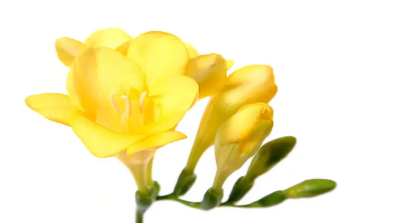A branching stem of yellow Freesia flower blooms and buds displayed against a white background.
