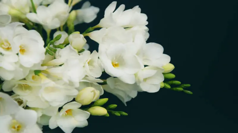 A bouquet of white Freesia flower blooms and green buds arranged against a deep dark background.