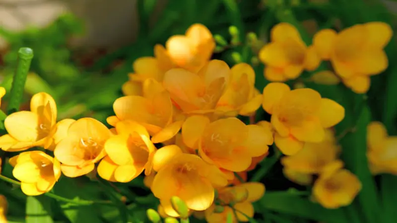 Multiple golden yellow Freesia flower blooms growing on green stems in a sunny garden.