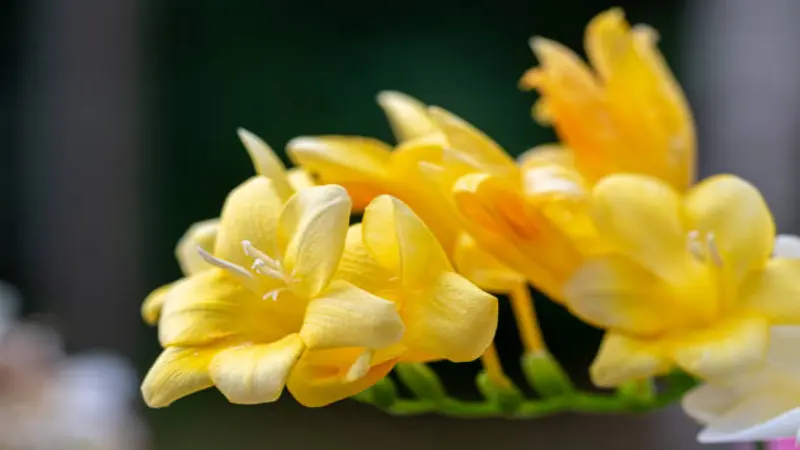 A cluster of bright yellow Freesia flower blooms with ruffled petals in sharp focus against a dark background.