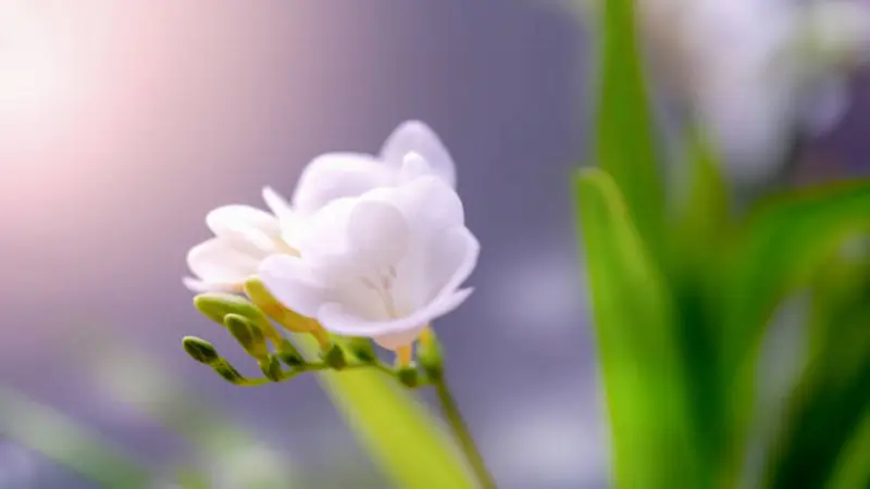 A single white Freesia flower bloom with green buds on a stem against a soft purple and green bokeh background.