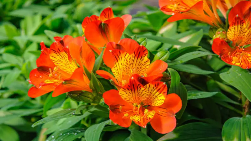 Bright orange freesia flowers with yellow and dark-streaked inner petals among green leaves.
