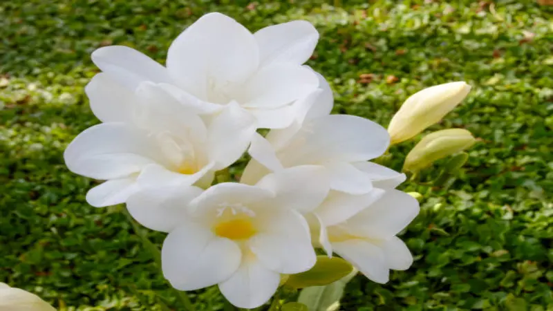 A cluster of bright yellow Freesia flower blooms with ruffled petals in sharp focus.