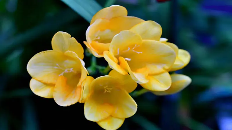 A single white Freesia flower with green buds on a stem against a soft purple and green bokeh background.