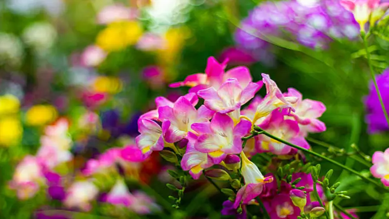 Bright orange Alstroemeria flower blooms with yellow and dark-streaked inner petals among green leaves.
