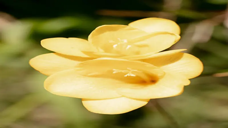 White Freesia flower blooms with yellow centres and green buds against bright green grass.