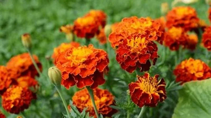 Close-up of a French marigold bloom