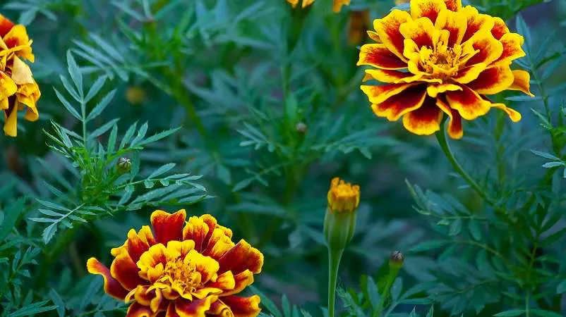 French marigold flower bud