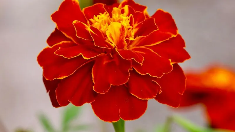 French marigold green foliage