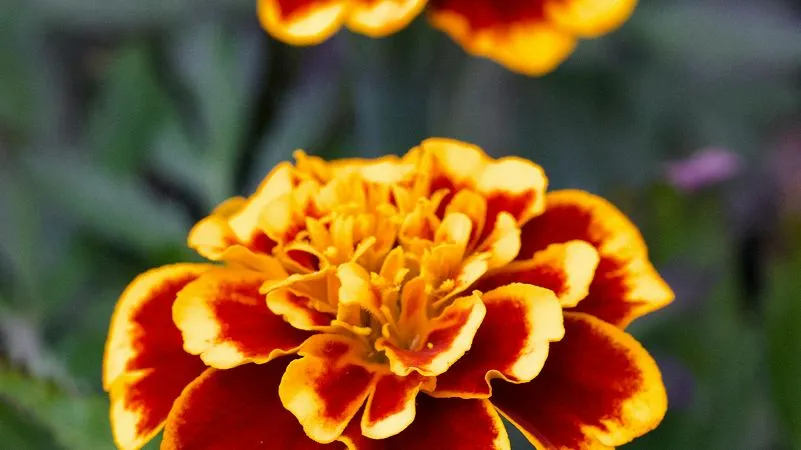 French marigold flower petals