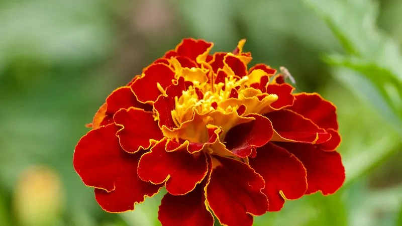 French marigold blossom close-up