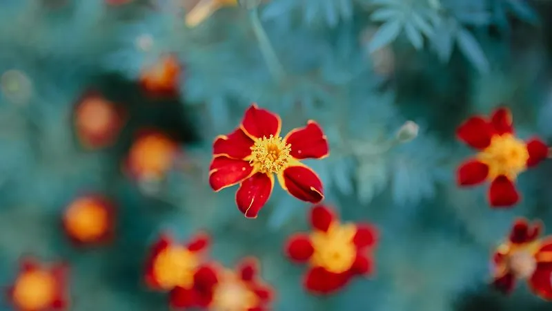 French marigold flowers in bloom