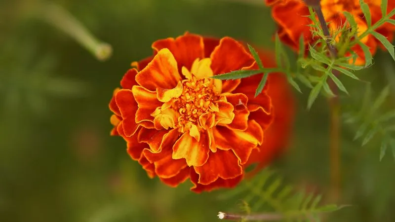 French marigold plant with flowers