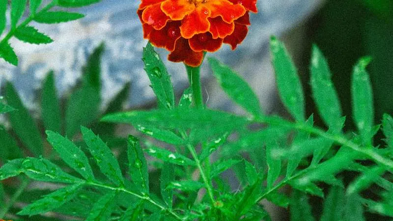 French marigold blooms on a plant