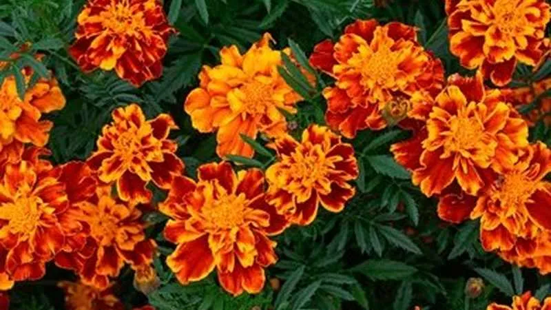 French marigold flowers in a garden