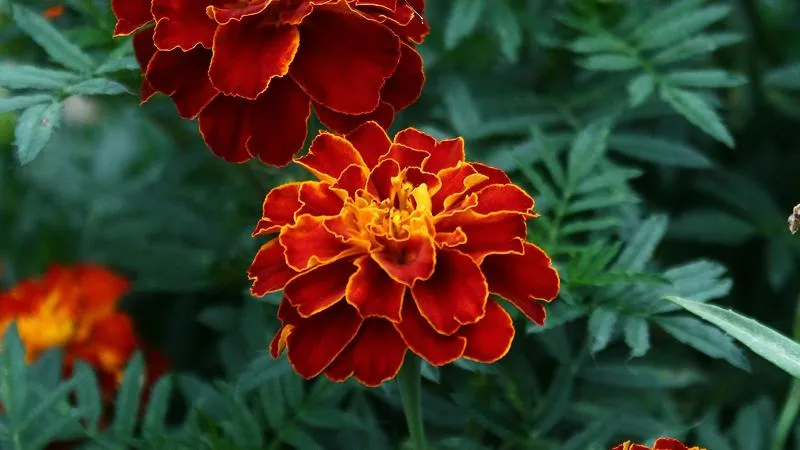 Cluster of French marigold flowers