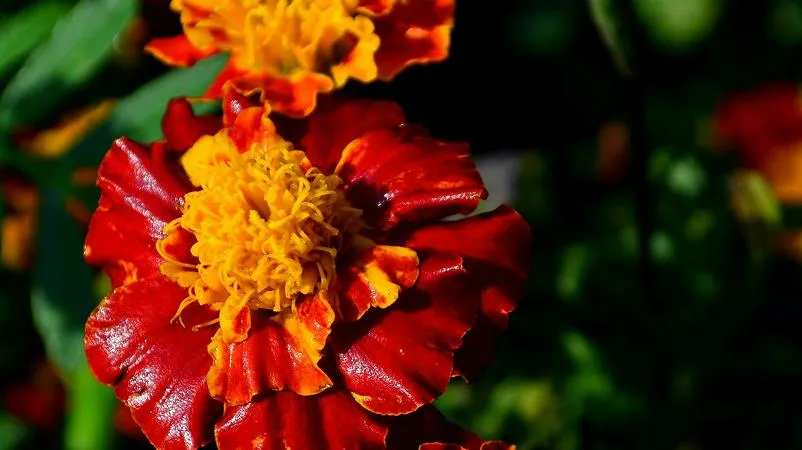 French marigold plants growing outdoors