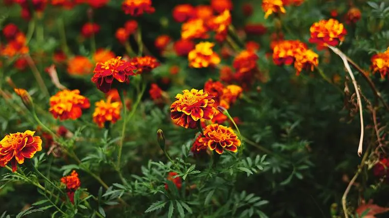 French marigold garden plant