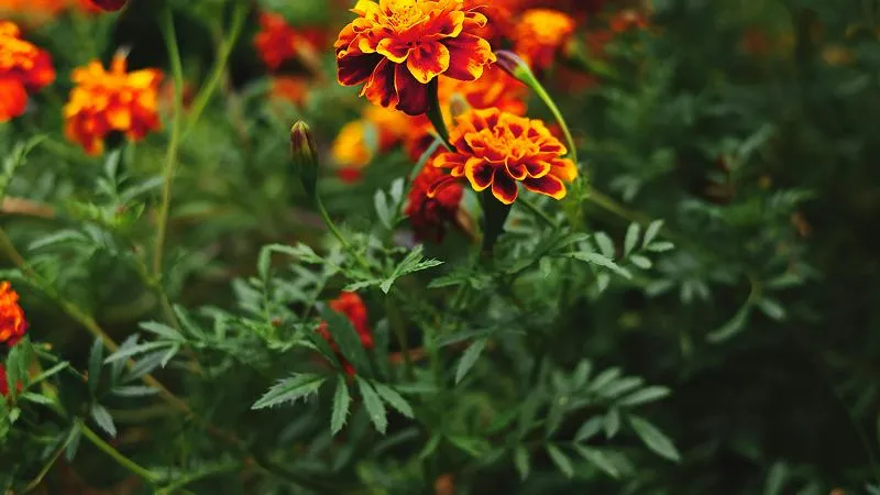 French marigold flowers in a flower bed