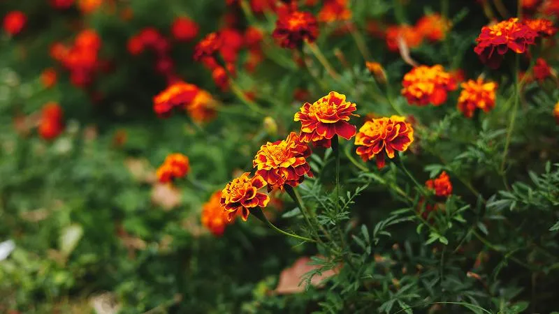 French marigold leaves and flowers