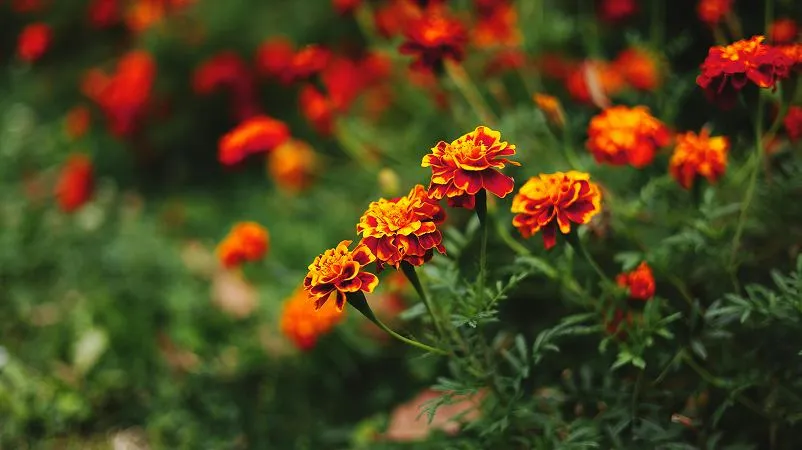 French marigold flowers and plants