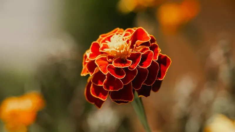 French marigold flowering plant