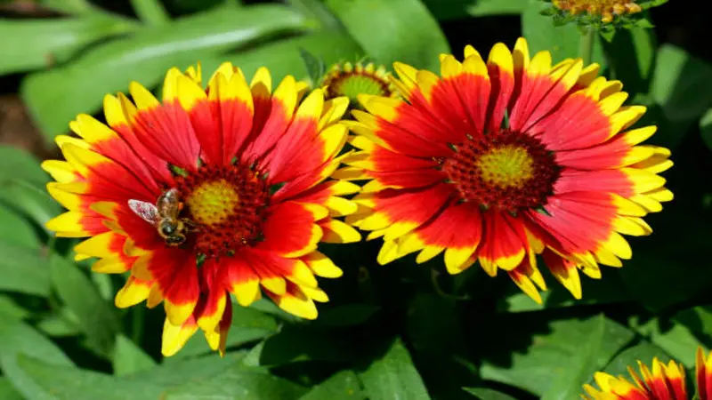Two bold red and yellow Gaillardia flower blooms with a bee on one against green foliage.