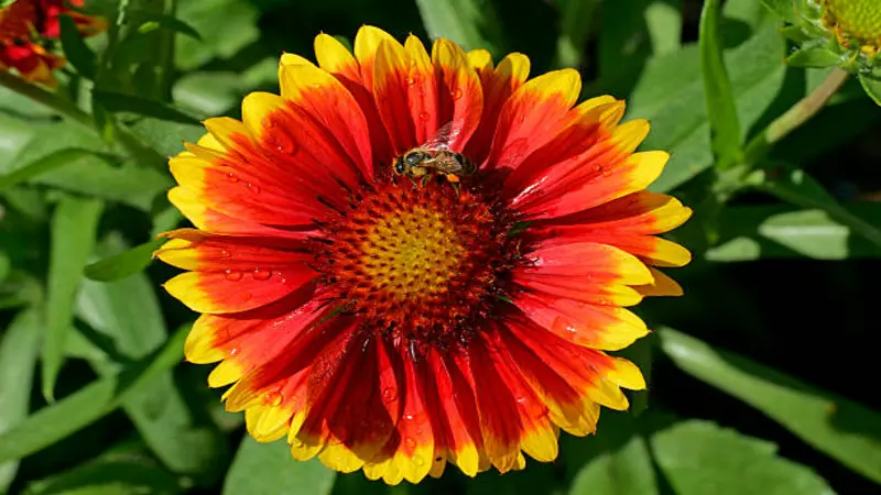 A bee resting on a red and yellow Gaillardia flower bloom dotted with rain drops in a garden.