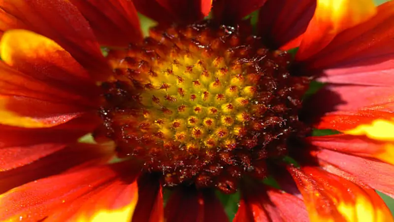 An extreme macro close-up of a Gaillardia flower centre showing dark red and yellow textured patterns.