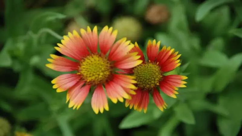 Two red and yellow Gaillardia flower blooms in full bloom side by side against a green background.