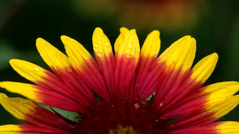 An extreme close-up of red and yellow Gaillardia flower petals with water droplets along their surface.