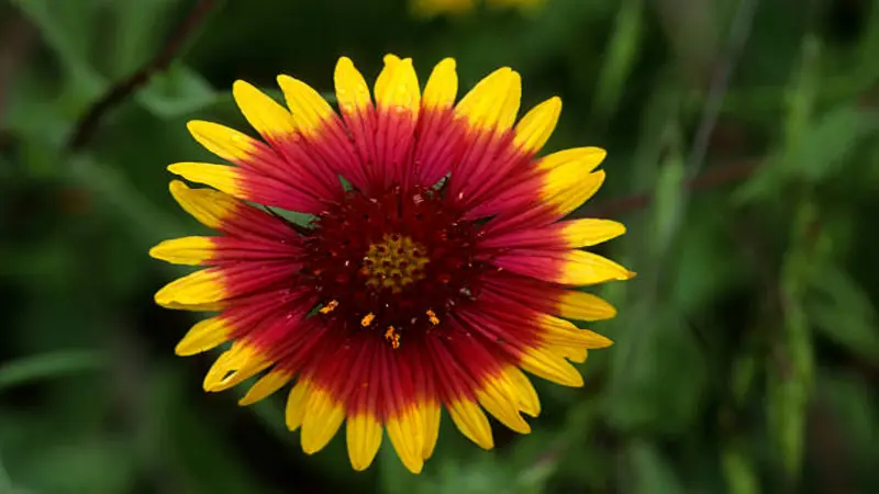 A face-on view of a red and yellow Gaillardia flower with a small golden centre against dark green.