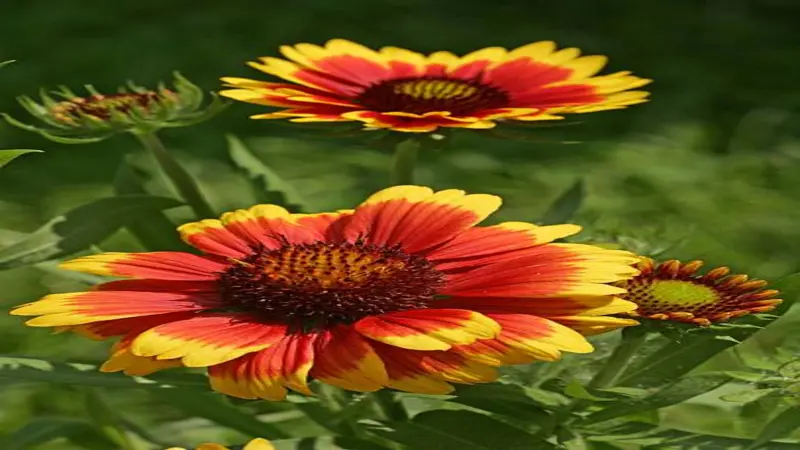Two red and yellow Gaillardia flower blooms in sharp sunlight with a green leafy background.