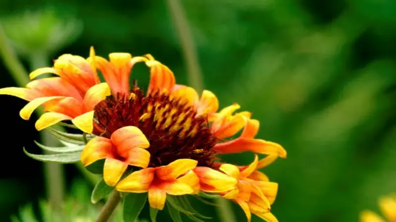 An orange and yellow Gaillardia flower seen from the side against a vivid green background.