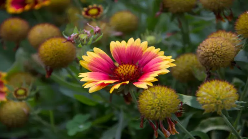 A single open yellow and pink Gaillardia flower surrounded by numerous round spiky seed heads.