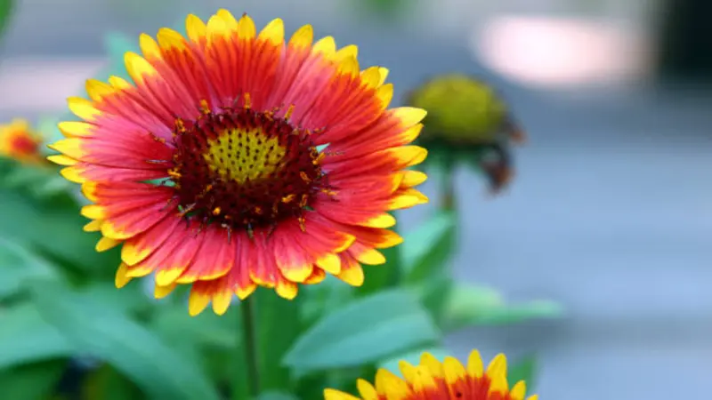 A close-up of a single red and yellow Gaillardia flower with a bright yellow centre against a blurred background.