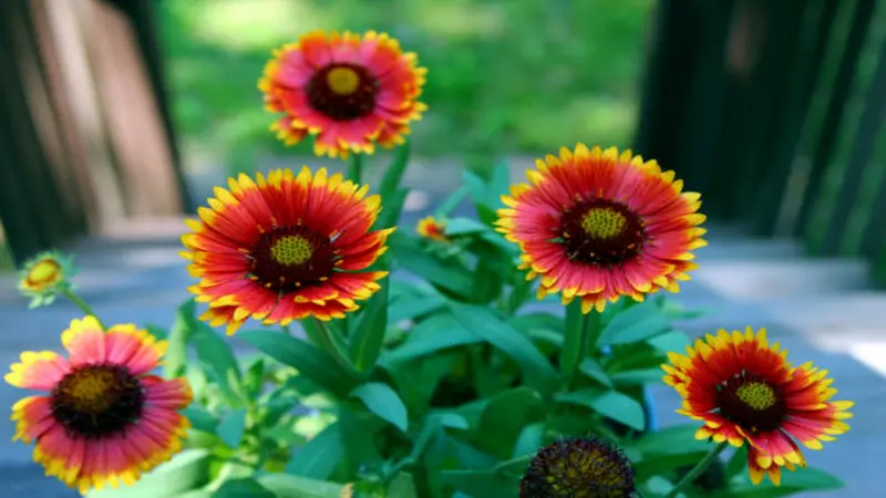 Several red and yellow Gaillardia flower blooms growing in a container in an outdoor setting.