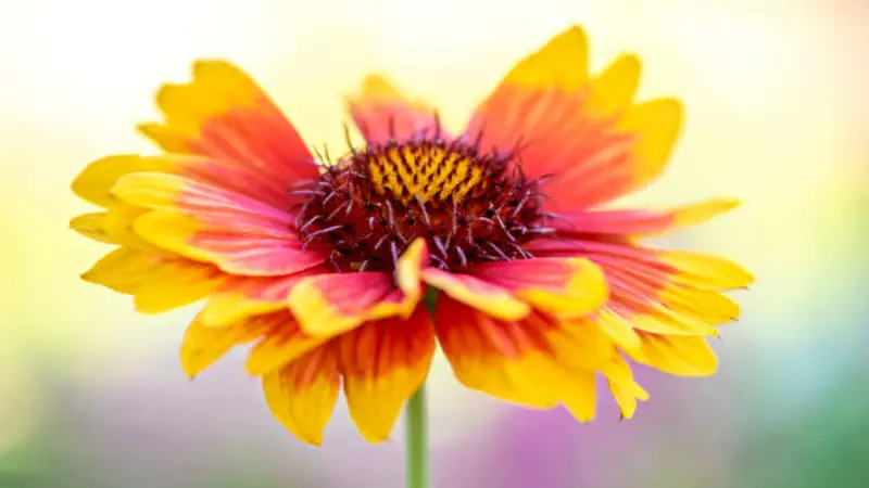 A single yellow and red Gaillardia flower with a dark spiky centre in soft bright light.